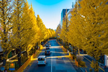 Sonbaharda sarı gingko caddesinde trafik sıkışıklığı manzarası. Yüksek kalite fotoğraf. Shibuya bölgesi Sendagaya Tokyo 12.05.2025 Tokyo 'nun merkezidir..