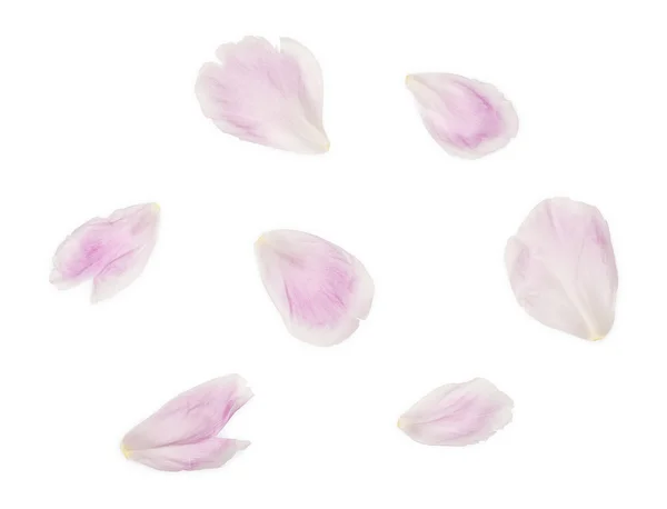 Pink Peony Petals — Stock Photo, Image