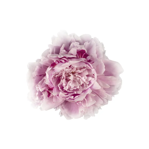 Pink Peony Flower — Stock Photo, Image