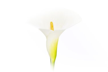 Calla lily çiçek