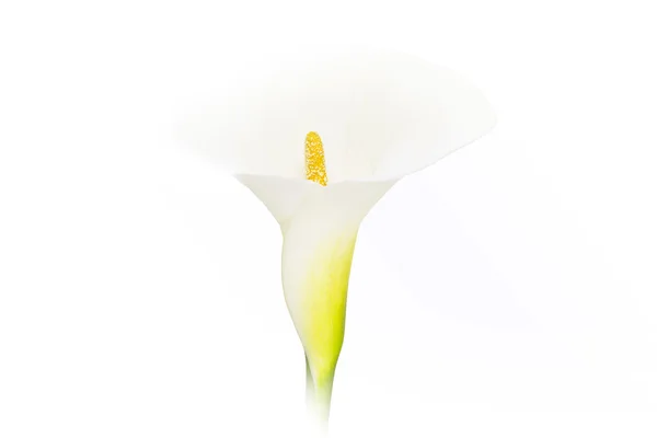 Calla-Lilienblüte — Stockfoto