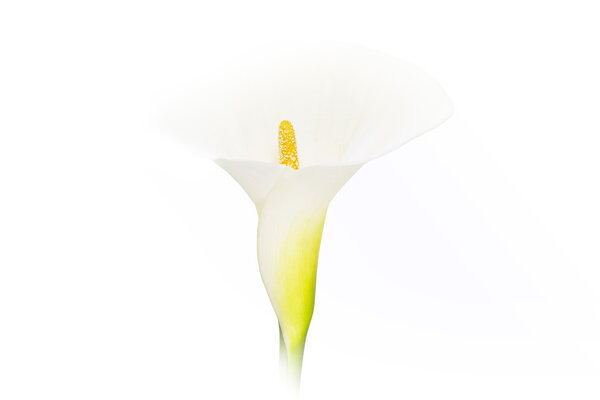 Calla Lily Flower