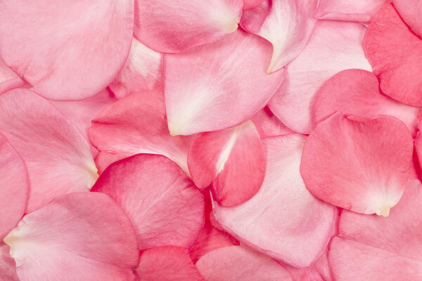 Pink Rose Petals Detail Horizontal Photograph