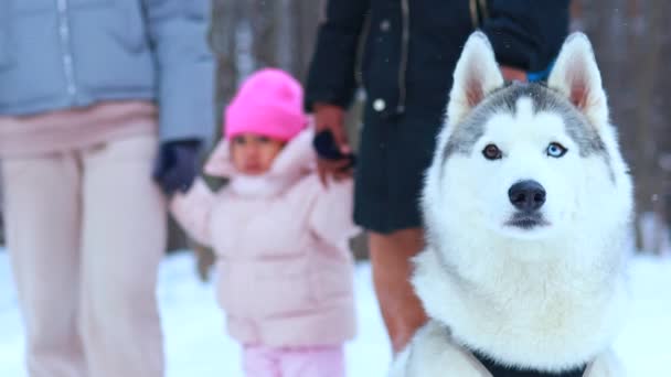 Üçlü grup halinde melez bir aile yeni yıl tatillerini köpekleri ile parkta geçiriyorlar. — Stok video