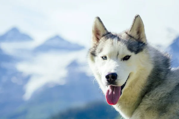 Pes se ženou žijící v horské oblasti — Stock fotografie