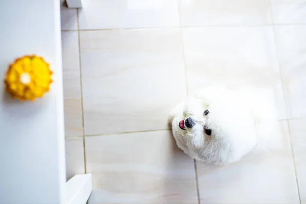 Белая собака пытается съесть желтый блинчик со сливками из копирайта стола — стоковое фото