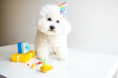 Küçük beyaz köpek doğum gününü gün ışığında kutluyor.