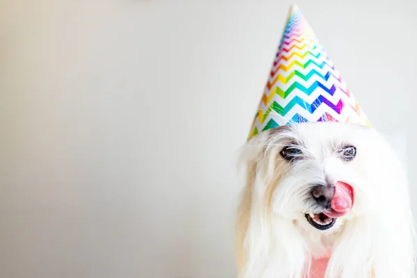 Liten vit hund fest födelsedag i dagsljus kirchen — Stockfoto