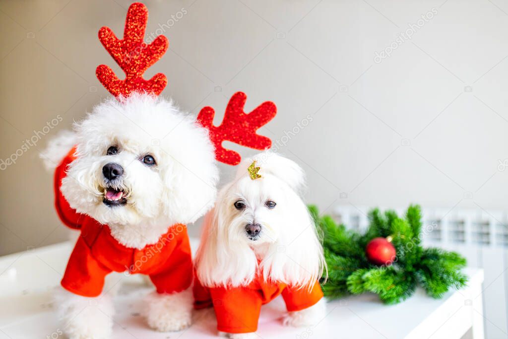 two puppies in christmas costumes are ready for party