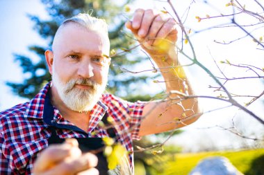 Baharda bahçede beyaz saçlı ve sakallı adam