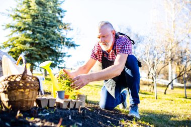 Baharın ilk baharında bahçeye çiçek eken kıdemli bir adam.