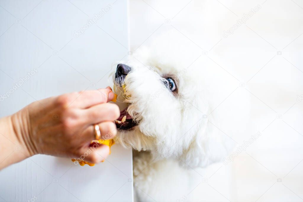 white dog trying to eat yellow pancake with cream from the table copyspace