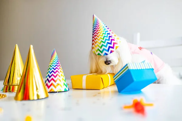Liten vit hund fest födelsedag i dagsljus kirchen — Stockfoto