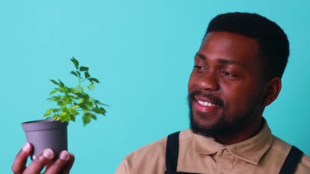 Uomo latino giardiniere tiene pot con un piante in studio sfondo blu — Video Stock