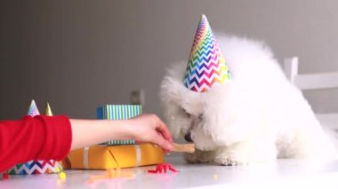Küçük beyaz köpek doğum gününü gün ışığında kutluyor.