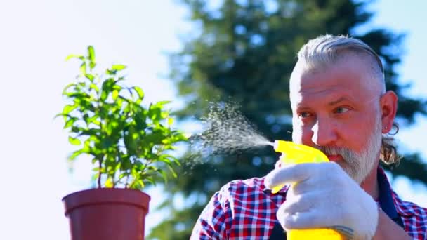 Bien parecido gris barba hombre pensionista riego plántulas en el invernadero soleado día de primavera — Vídeo de stock