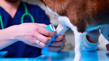 Veteriner klinikte Alman çobanın pençesine bandaj takıyor.