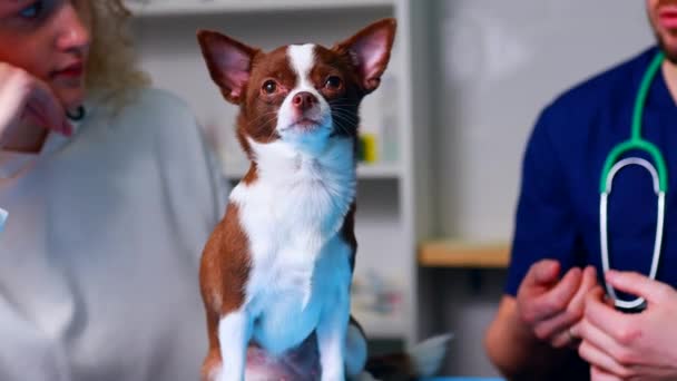 Ung hane veterinär med en söt vacker hund och ägare i klonisk kolla upp ett husdjur — Stockvideo