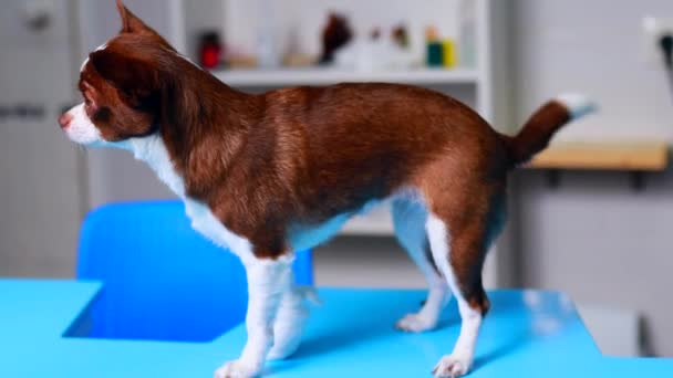 可愛いチワワ犬は獣医師によって検査されています — ストック動画