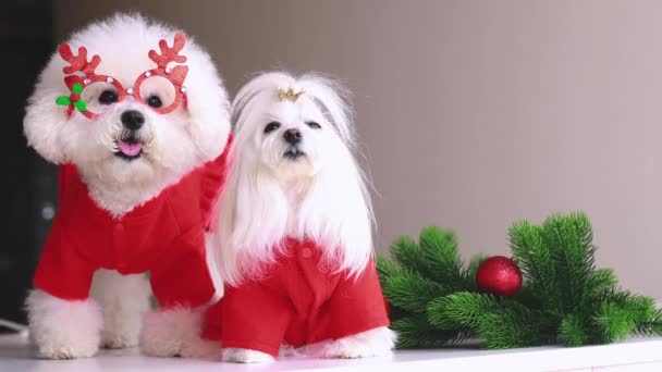Puppies in christmas costumes are ready for party — Stock Video