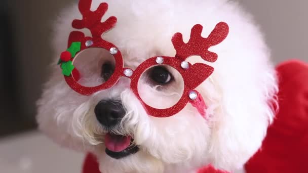 A karácsonyi jelmezes kiskutyák készen állnak a bulira. — Stock videók