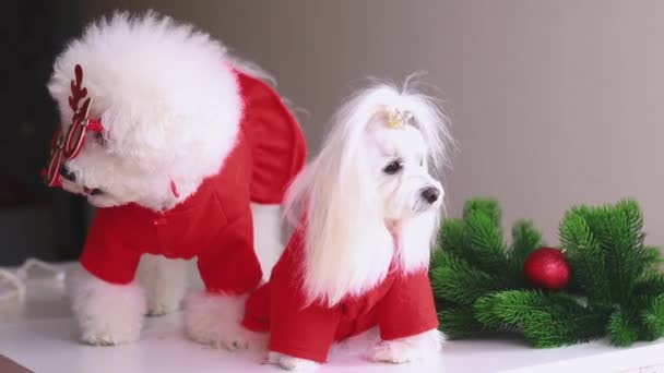 Puppies in kerstkostuums zijn klaar voor het feest — Stockvideo