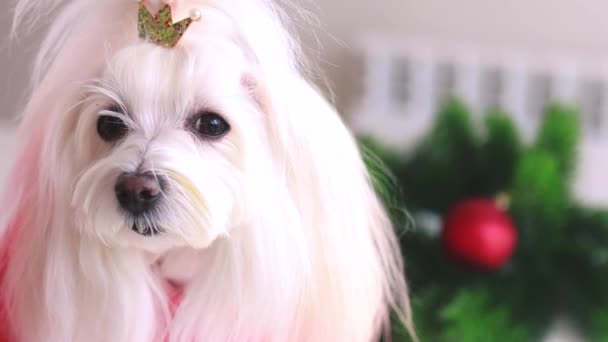 Puppies in christmas costumes are ready for party — Stock Video