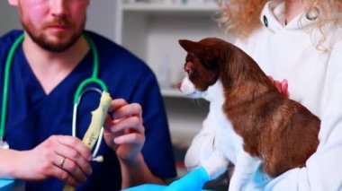 Veteriner klinikte Alman çobanın pençesine bandaj takıyor.