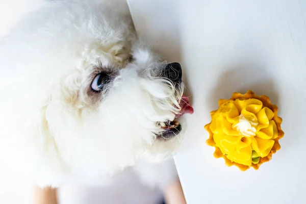 Cão branco tentando comer panqueca amarela com creme da mesa copyspace — Fotografia de Stock