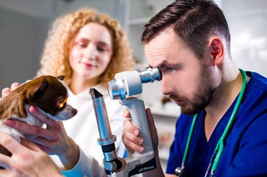 Profesyonel veteriner doktor otoskopla evcil köpek gözünü inceliyor.