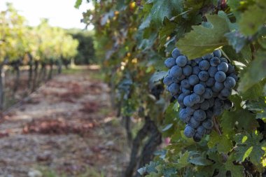 Ekim 'de üzüm bağı. Dallardaki üzümler. Kapat, kopyala boşluk, arkaplan.