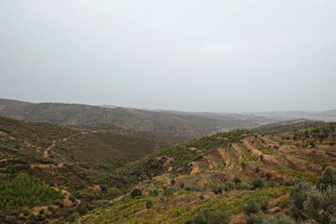 Büyük üzüm tepeleri, Ekim 'de üzüm bağları. Kapat, boşluğu kopyala, arkaplan, üst görünüm.