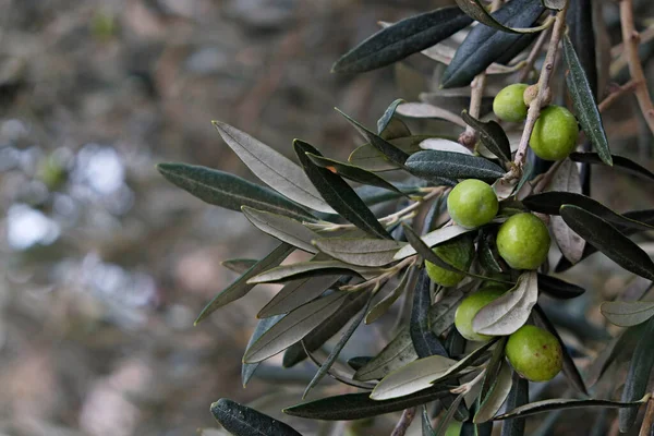 Colpo Vicino Olive Verdi Che Crescono Ramo Albero Copia Spazio — Foto Stock