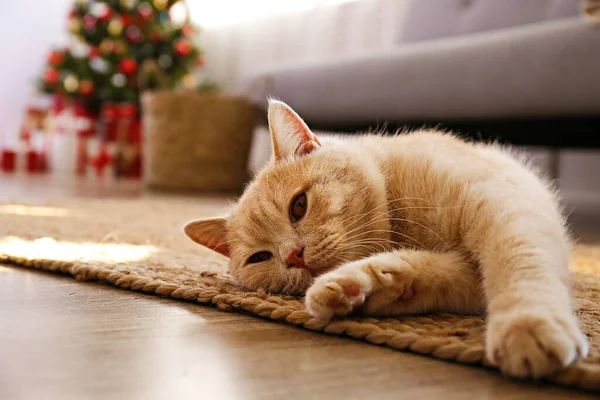 Hermoso Gato Taquigráfico Británico Rojo Sobre Árbol Navidad Con Una — Foto de Stock