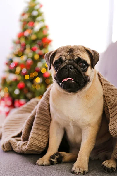 Adorable Carlin Sur Sapin Noël Avec Décor Festif Flou Portrait — Photo