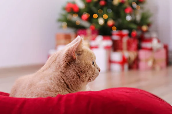 Hermoso Gato Taquigráfico Británico Rojo Sobre Árbol Navidad Con Una — Foto de Stock