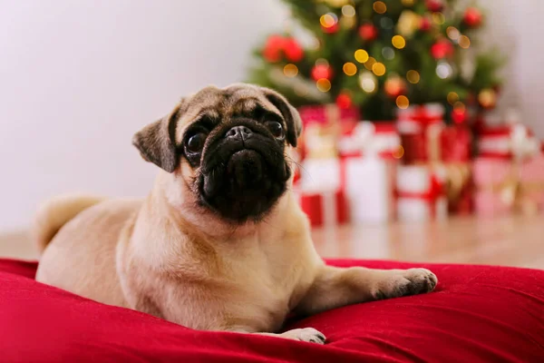 Adorable Carlin Sur Sapin Noël Avec Décor Festif Flou Portrait — Photo