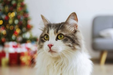 Güzel gri ve beyaz uzun saçlı kedinin portresi bulanık yılbaşı ağacının üzerinde, şenlikli bir dekor ile. Evdeki sevgili evcil hayvan portresi, çam ağacı, bokeh efektli ışıklar. Kapat, boşluğu kopyala.