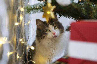 Güzel gri-beyaz uzun saçlı kedi Noel ağacının altında oynuyor. Renkli ambalaj kağıdında hediyeler var. Evdeki sevgili hayvanın portresi, arka planı bokeh etkisi aydınlatır. Kapat, boşluğu kopyala