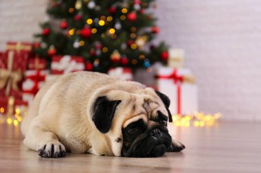 Bulanık bir şenlik dekoruyla yılbaşı ağacının tepesindeki sevimli pug. Evinde buruşuk suratlı sevgili köpek portresi ve çam ağacının bokeh efektli ışıkları. Kapat, boşluğu kopyala.