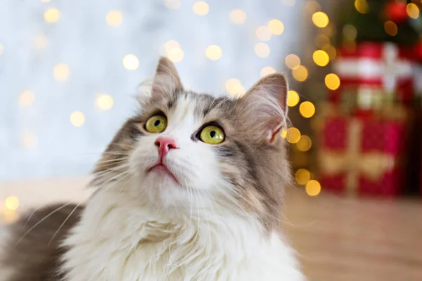 Retrato Hermoso Gato Pelo Largo Gris Blanco Sobre Borroso Árbol — Foto de Stock