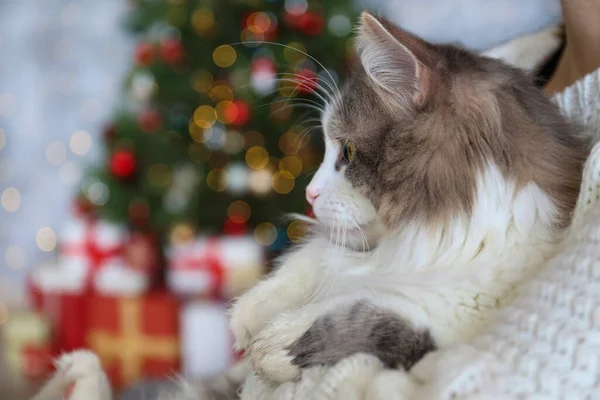 Retrato Hermoso Gato Pelo Largo Gris Blanco Sobre Borroso Árbol — Foto de Stock