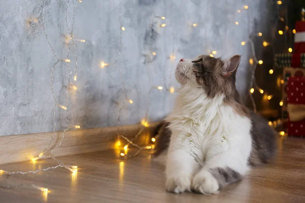 Retrato Hermoso Gato Pelo Largo Gris Blanco Bajo Iluminación Decorativa — Foto de Stock