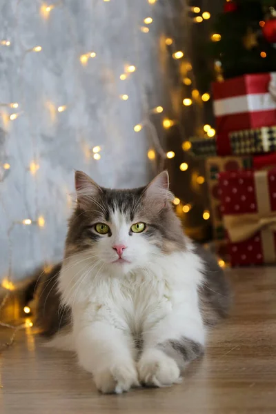 크리스마스 포장지에 아름답고 고양이의 사랑하는 동물의 — 스톡 사진