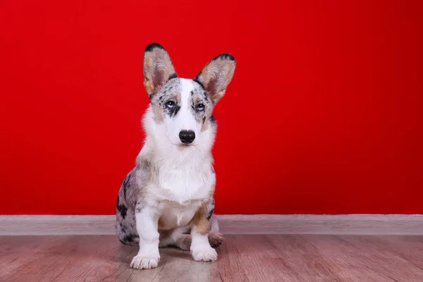 Merle Corgi Azul Con Grandes Orejas Divertidas Manchas Piel Cardigan —  Fotos de Stock