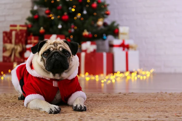 Adorable Carlin Costume Père Noël Sur Sapin Noël Avec Décor — Photo