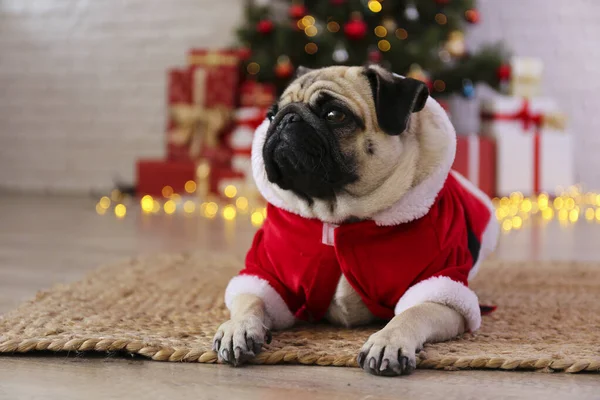 Adorable Carlin Costume Père Noël Sur Sapin Noël Avec Décor — Photo