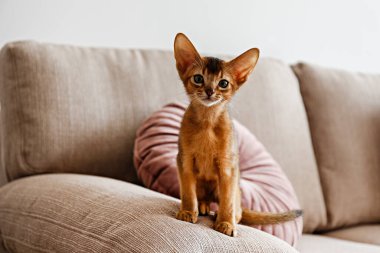 Evde iki aylık tarçınlı Habeş kedisi var. Oturma odasındaki bej renkli tekstil kanepesinde güzel safkan kısa saçlı kedi yavrusu. Kapat, kopyala boşluk, arkaplan.