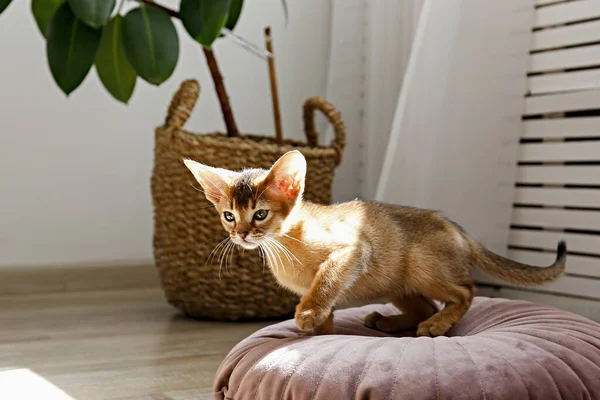 Zwei Monate Alte Zimt Abessinier Katze Hause Schöne Reinrassige Kurzhaarige — Stockfoto