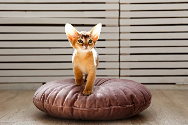 Gato Abisinio Canela Dos Meses Casa Hermoso Gatito Pelo Corto — Foto de Stock